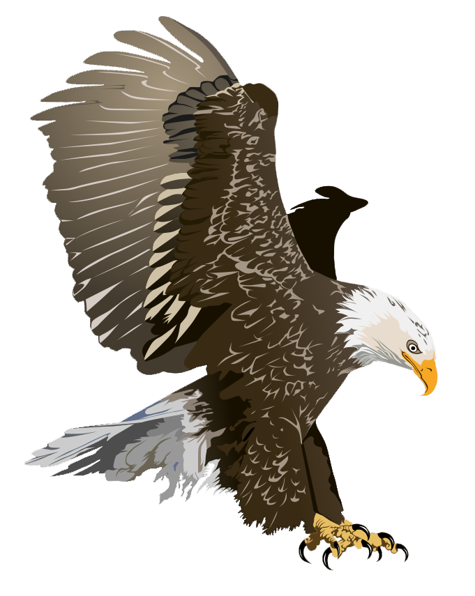 Clipart Eagle Bald Eagle Clip Art On
