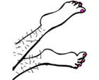 Hair Removal Products   Nair   Lotion   Wax   Legs   Hairy Armpit   No    