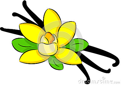 Illustration   Vanilla Flower With Pods And Leaves Isolated