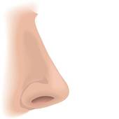 Nose Smelling Clipart