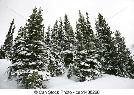 Pictures Of Snow Covered Pine Trees   Snow Covered Pine Trees