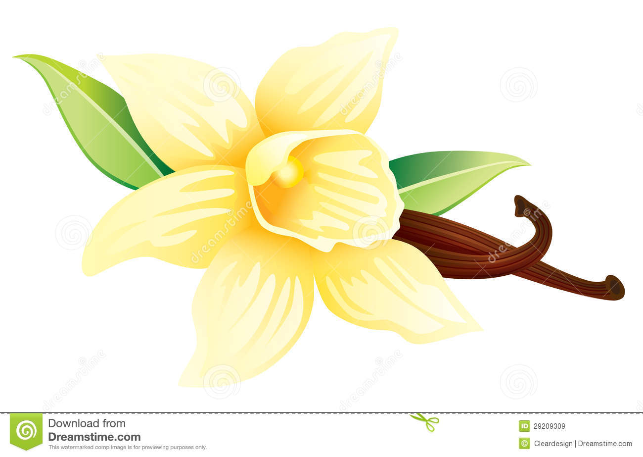 Royalty Free Stock Images  Vanilla Flower With Pods And Leaves  Image