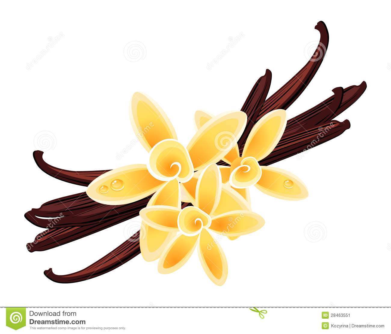 Vanilla Bean Flower Clip Art Vanilla Flowers Stock Image