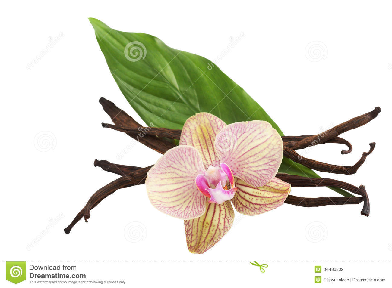 Vanilla Bean Flower Clip Art Vanilla Pods And Flower Stock