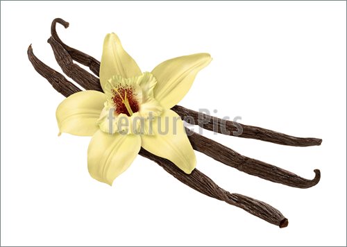 Vanilla Bean Flower Vanilla Bean And Flower