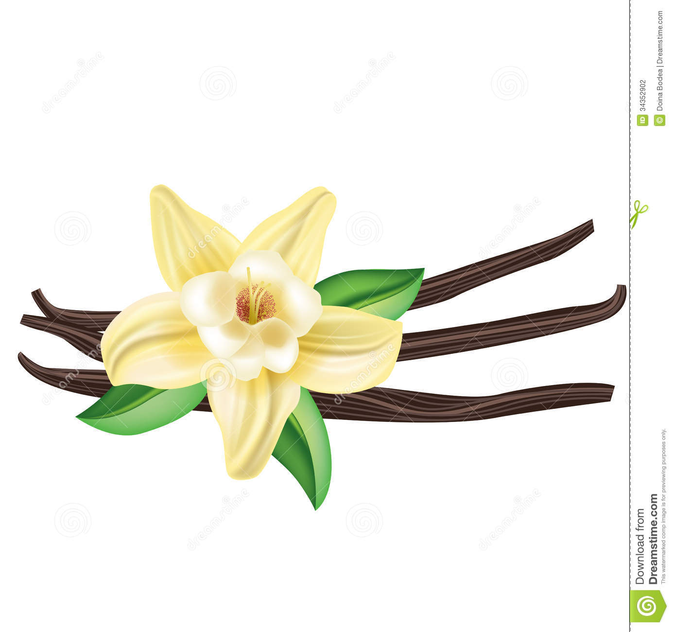 Vanilla Clipart  Vanilla Flower Drawing  Vanilla Bean Flower