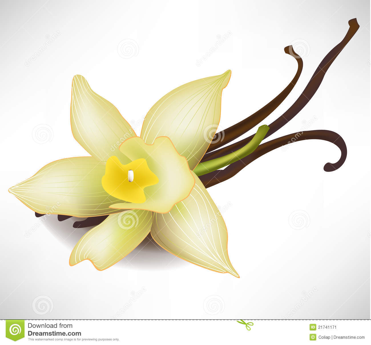 Vanilla Flower And Sticks Stock Image   Image  21741171