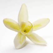 Vanilla Plant Clipart Vanilla Flower U24078684