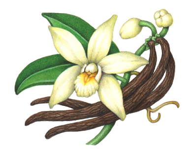 Vanilla Plant With One Flower Two Bud Two Leaves And Three Beans