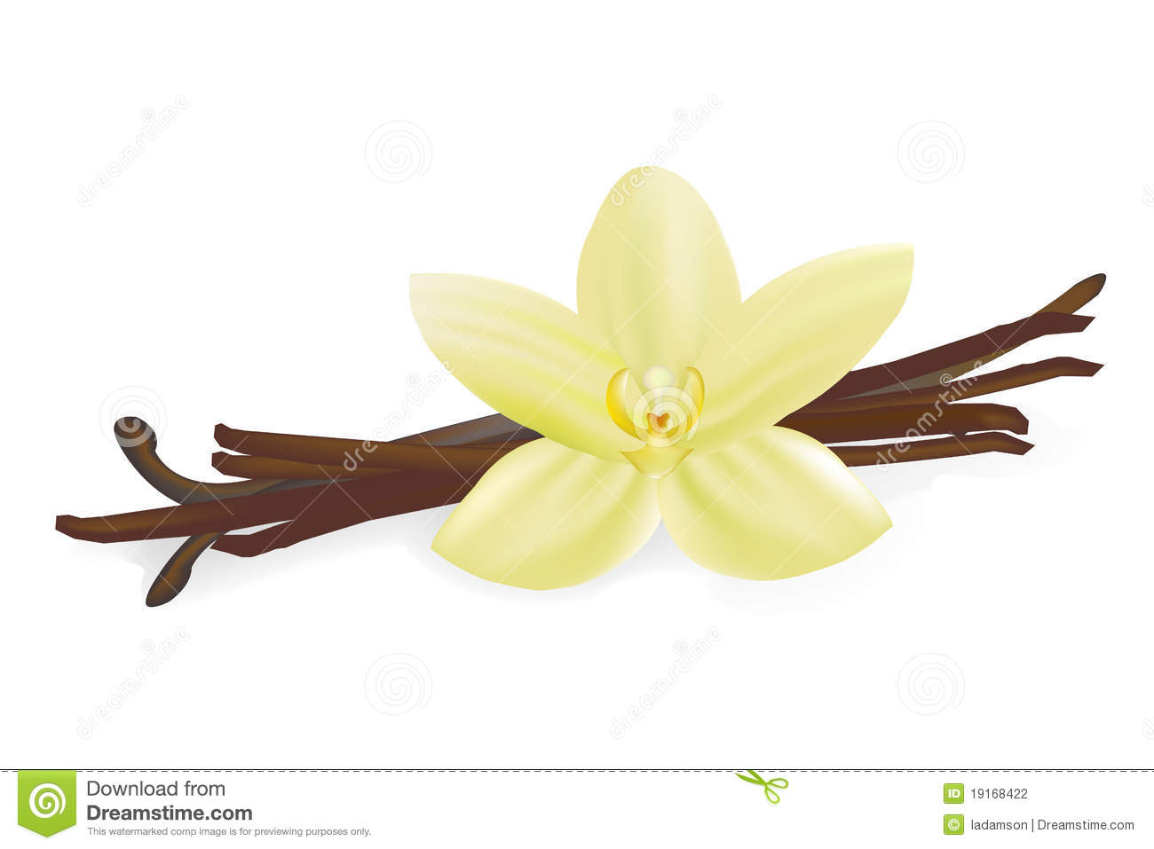 Vanilla Pods And Flower Isolated On White Background Vector