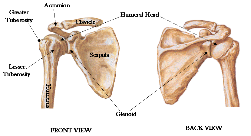 Human Shoulder Clipart