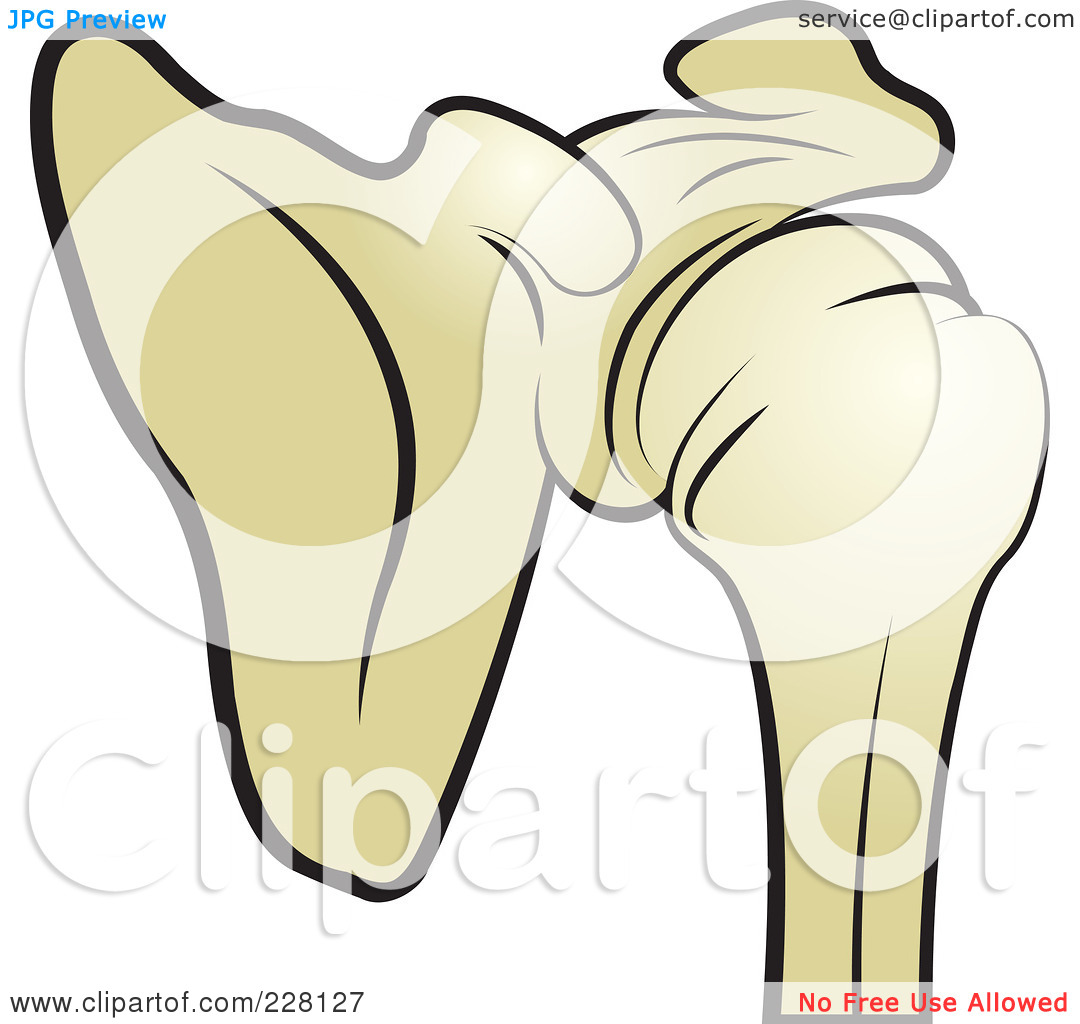 Royalty Free  Rf  Clipart Illustration Of A Shoulder Joint By Lal