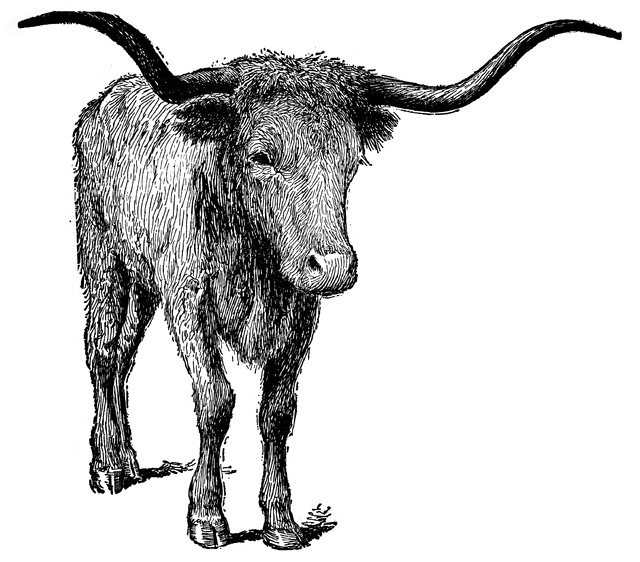 Texas Longhorn Cow Clipart Texas Longhorn