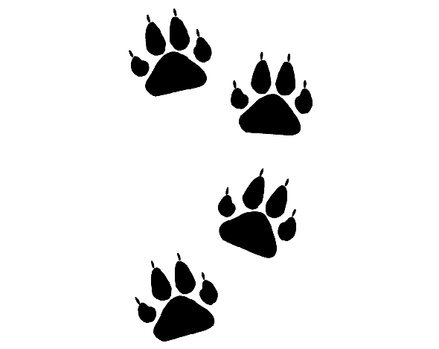 Pin Badger Paw Prints Have A Broad Kidney Shaped Pad And 5 Toes In An