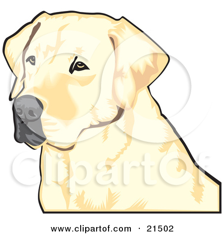 Yellow Labrador Retriever Dog With A Black Nose Waiting Pati    By
