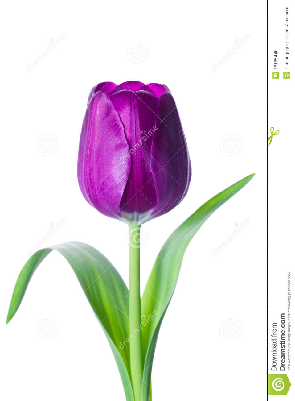 An Isolated Purple Tulip Flower In White Background 