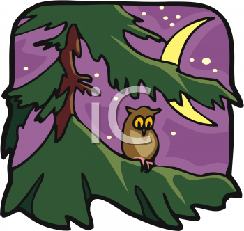 Animal Clip Art Picture Of An Owl In A Tree At Night   Animalclipart