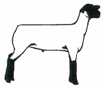      Clipart Screensavers Of Club Lambs Wethers Ewe Lambs Ram Lambs