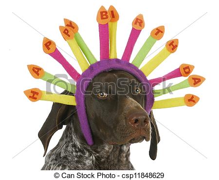 Happy Birthday Dog   German Short Haired Pointer Wearing Birthday    