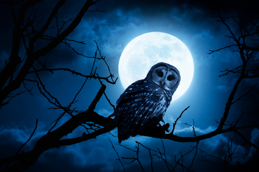 Pin Owl At Night Clipart Image Cartoon On A Tree Branch With On