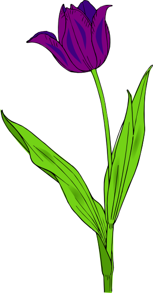 Purple Tulip Clip Art