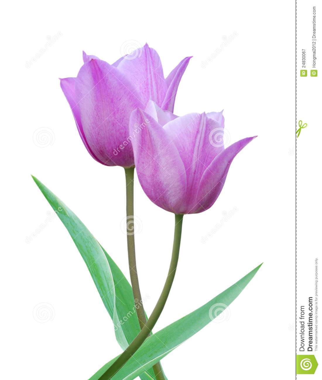 Purple Tulip Clipart   Free Clip Art Images