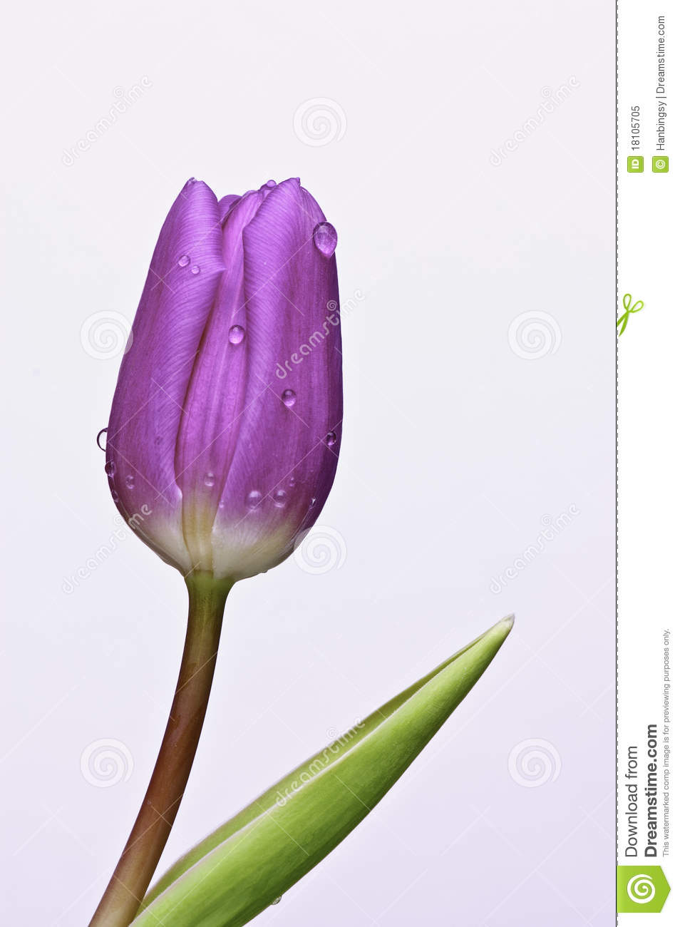 Purple Tulip Flower With Water Drops A Close Up Isolated On White    