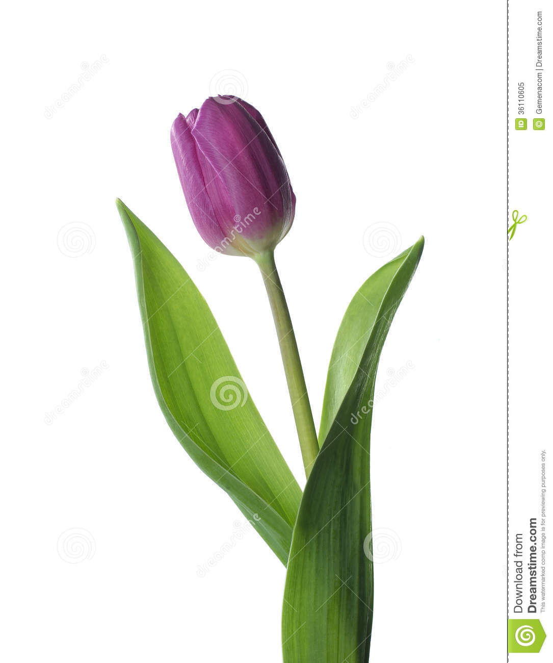 Purple Tulip Royalty Free Stock Photo   Image  36110605