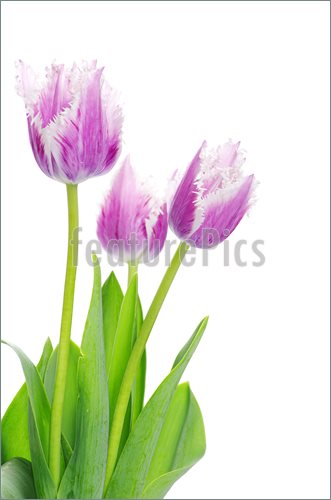 Purple Tulip White Background  Good Galleries 