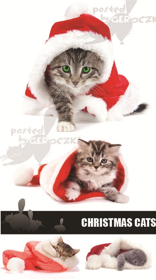 And Funny Christmas Cat Images Christmas Cat Cool Pic Christmas Cat