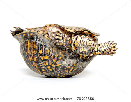 Box Turtle Upside Down And On Its Back On White Background   Stock    