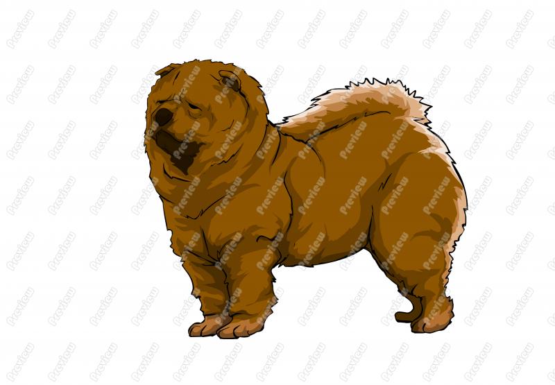 Realistic Chow Chow Dog Character Clip Art   Royalty Free Clipart    