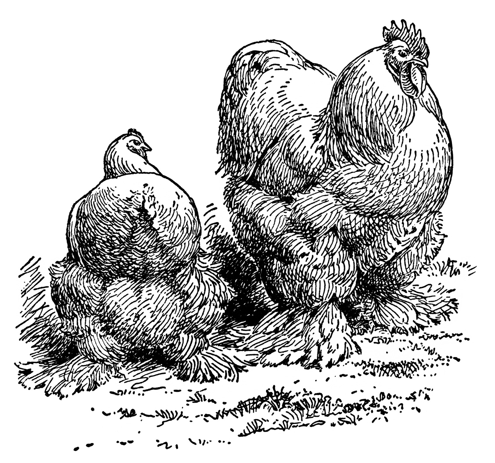     Clip Art Farm Animal Image Vintage Chicken Clipart Vintage Rooster