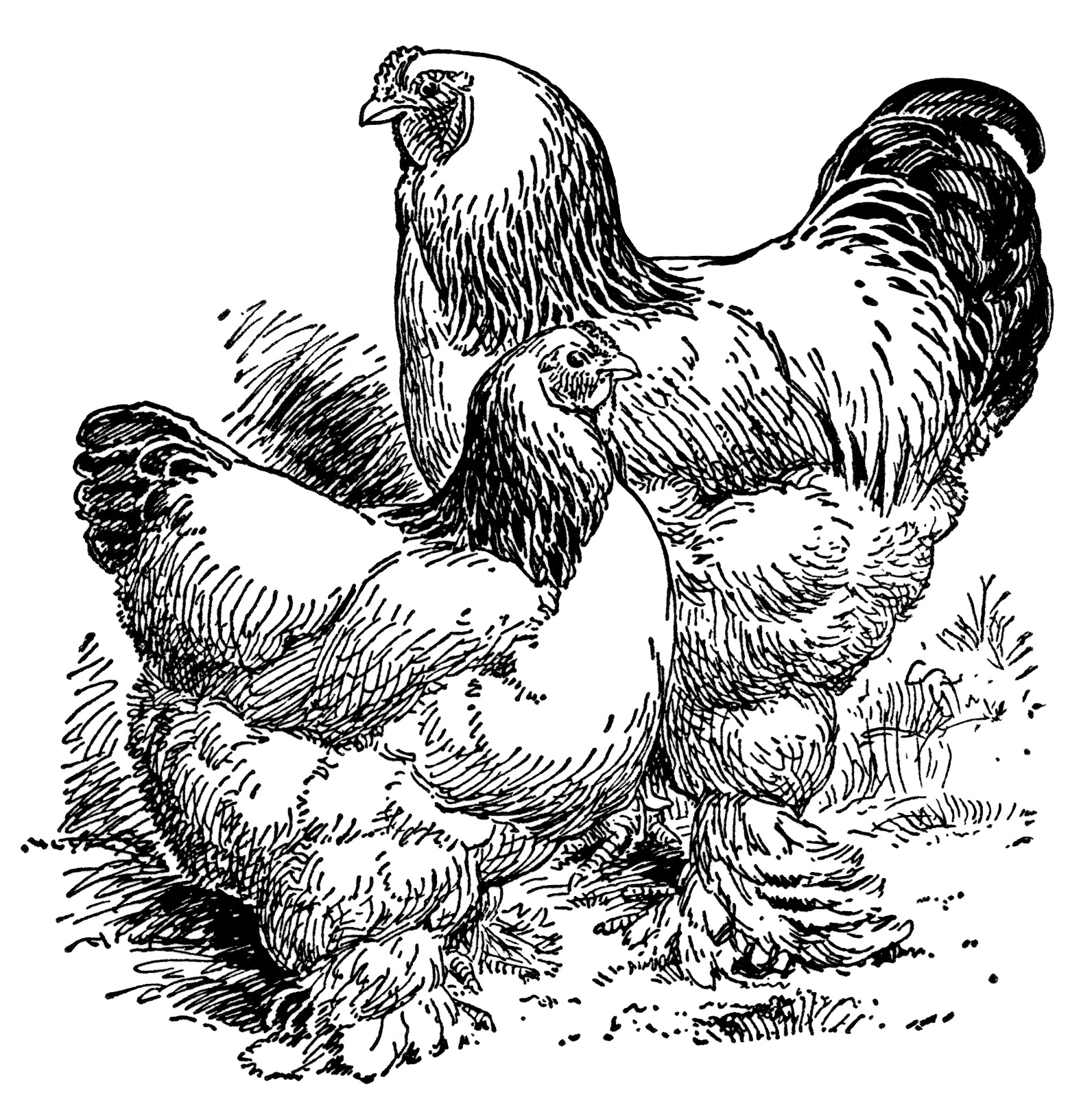     Clip Art Farm Animal Image Vintage Chicken Clipart Vintage Rooster