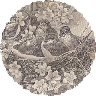 Designs  Vintage Clip Art Baby Birds In Nest From Leaping Frog Designs