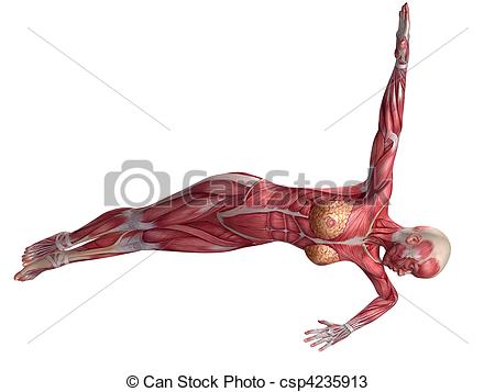 Drawings Of Female Abs Workout   3d Rendered Anatomy Illustration Of A