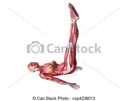 Drawings Of Female Abs Workout   3d Rendered Anatomy Illustration Of A