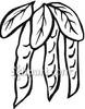 Hanging Black And White Bean Pods Royalty Free Clipart Picture 090412
