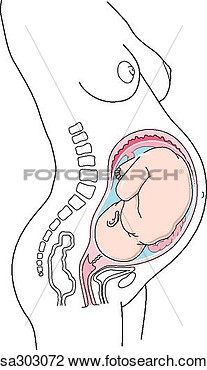 Month Of The Third Trimester Of Pregnancy  Sa303072   Search Clipart