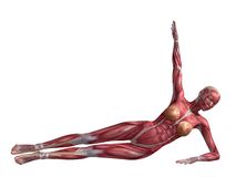Muscle Woman Front Stock Vectors Illustrations   Clipart