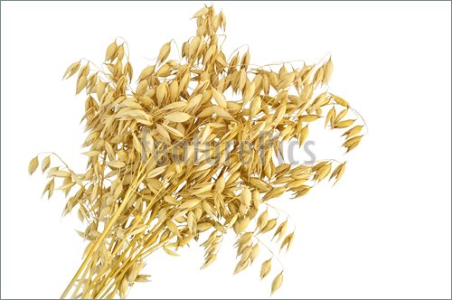 Picture Of Oat Stalks Sheaf  Stock Image To Download At Featurepics    