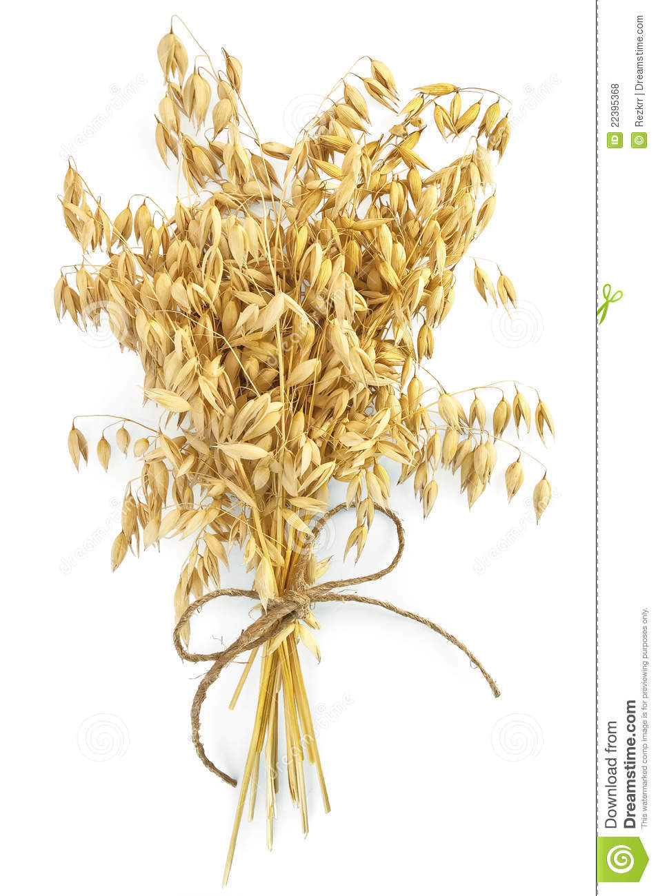 Sheaf Of Stalks Of Oats Tied With Twine With A Light Shade On White