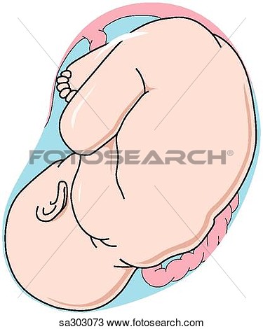 The Fetus During The Ninth Month Of The Third Trimester Of Pregnancy