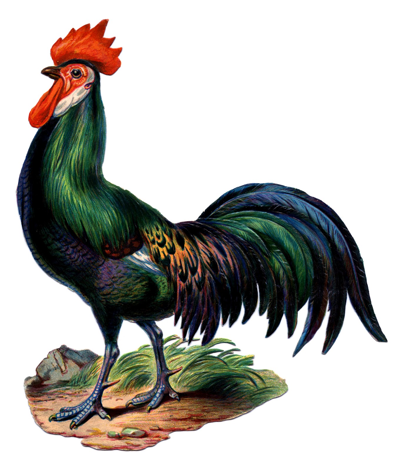 Vintage Rooster Clip Art Farm Clip Art Colorful