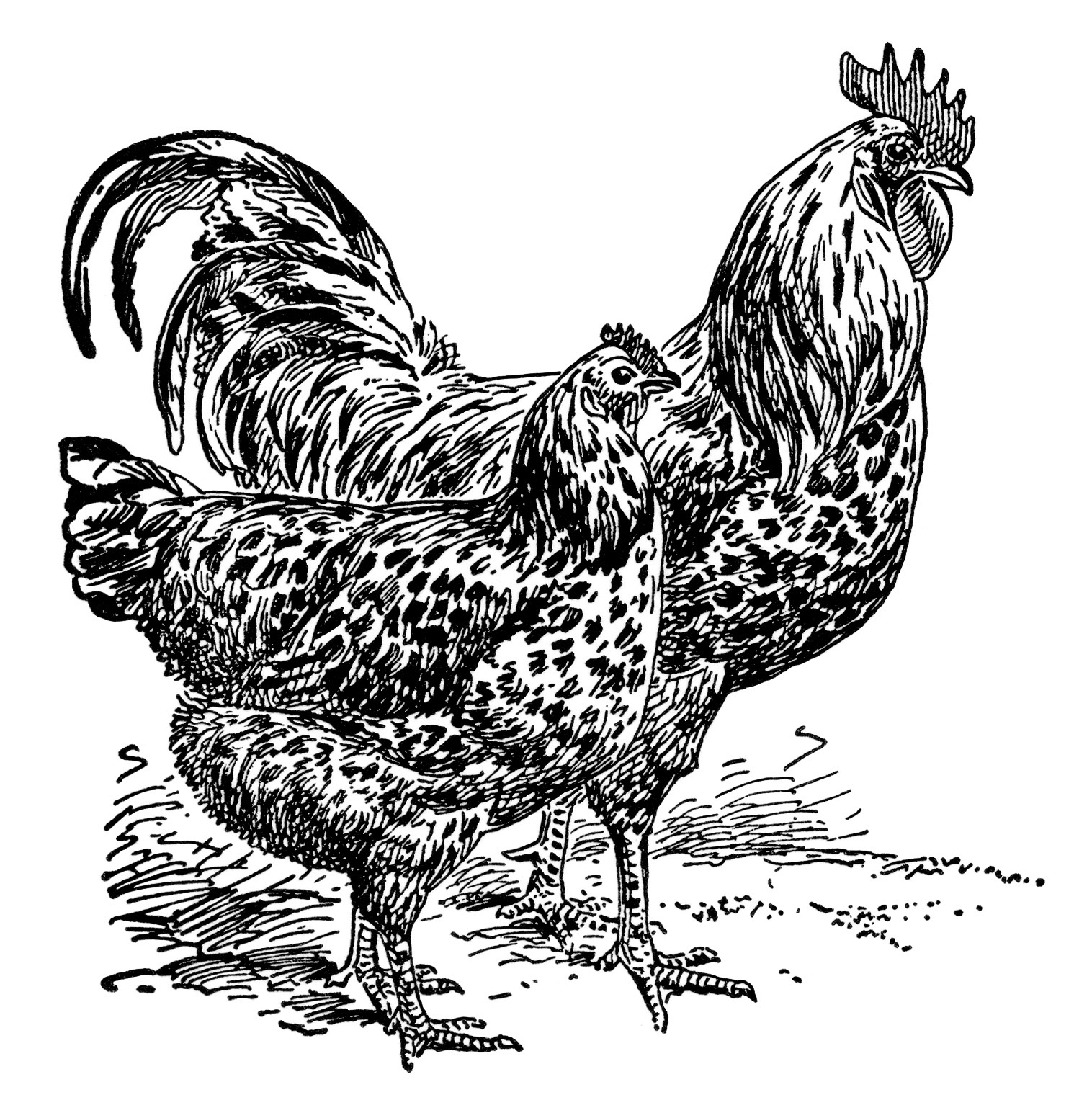 Vintage Rooster Clip Art Vintage Chicken Illustration Black And