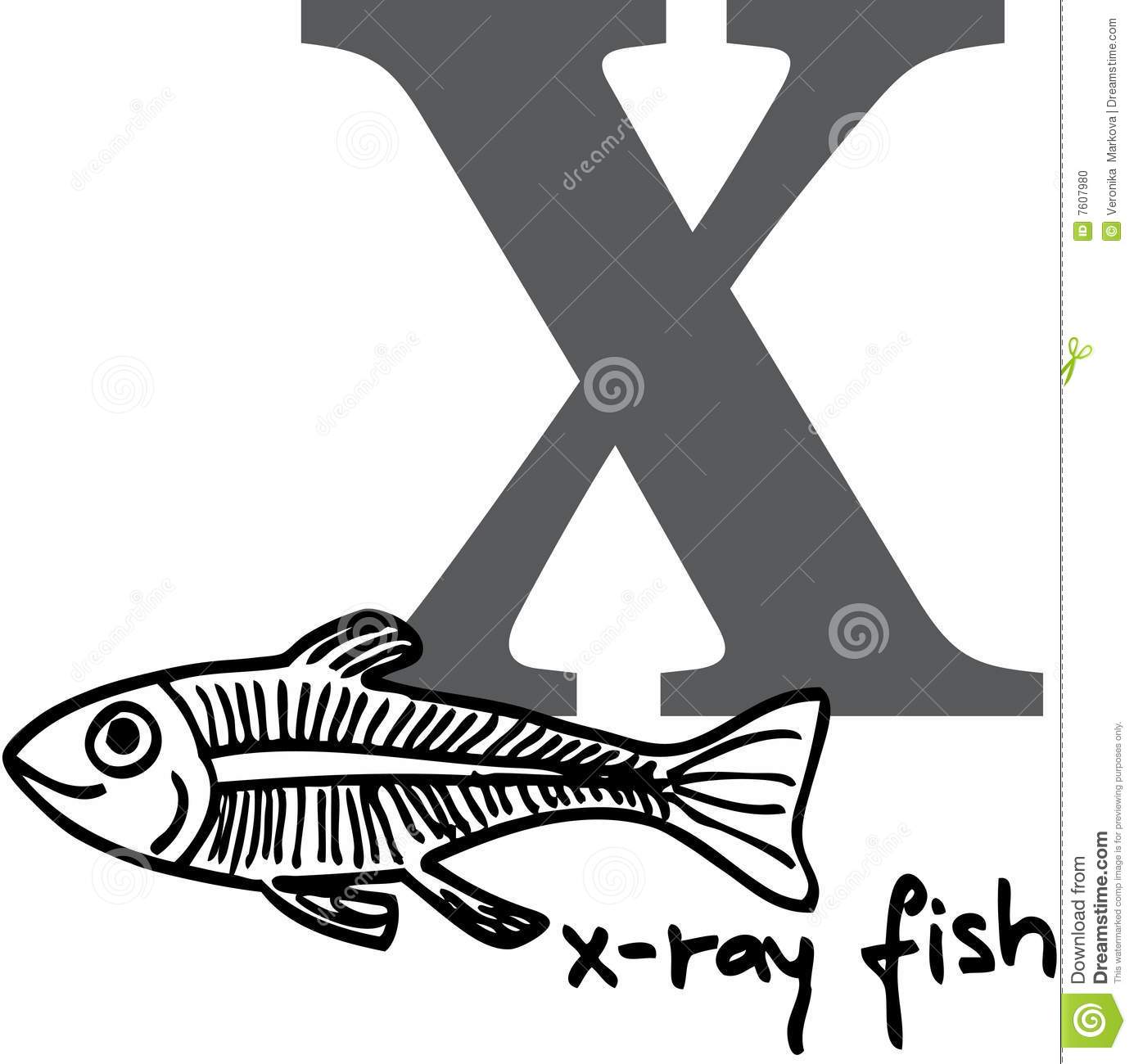 Animal Alphabet X  X Ray Fish  Stock Photo   Image  7607980