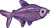 Cartoon X Ray Fish