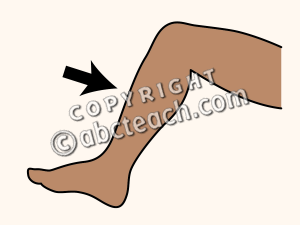 Clip Art  Parts Of The Body  Shin Color Unlabeled   Preview 1