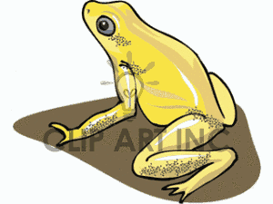 Poison Dart Rainforest Tree Frog  Solid Yellow