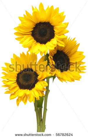 Sunflower Bouquet Clip Art Three Sunflowers In Tight